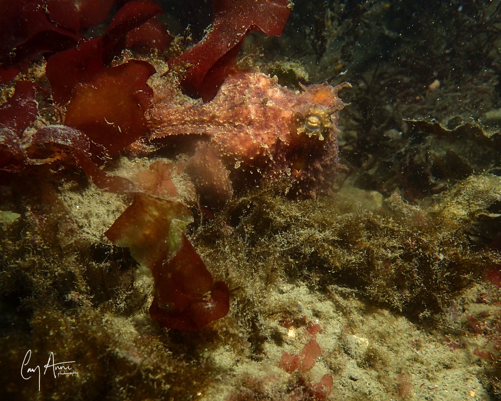 Marine Life - Classification Station